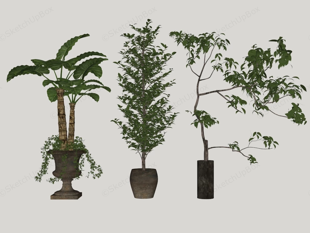Large Indoor Floor Plants sketchup model preview - SketchupBox