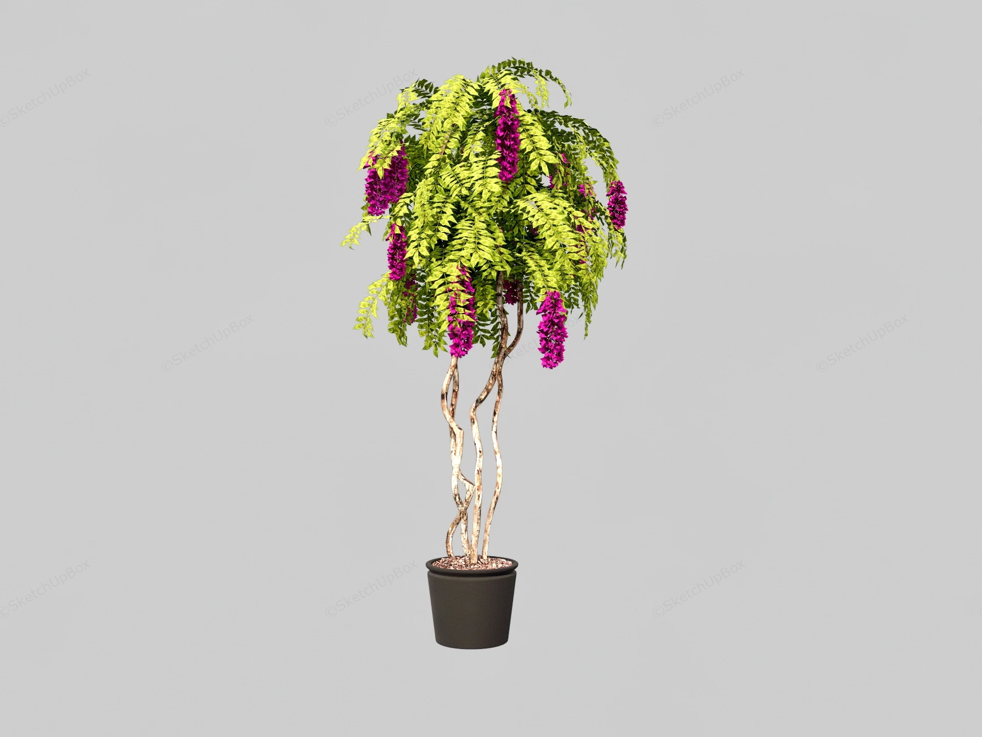 Purple Wisteria Bonsai Tree sketchup model preview - SketchupBox
