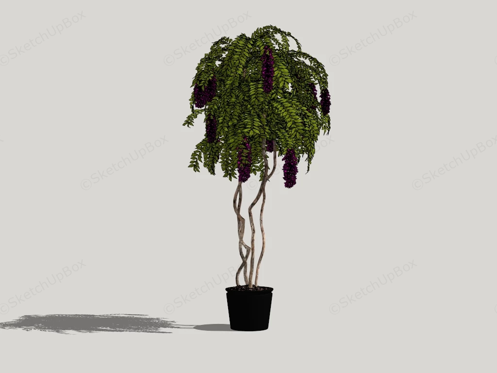 Purple Wisteria Bonsai Tree sketchup model preview - SketchupBox