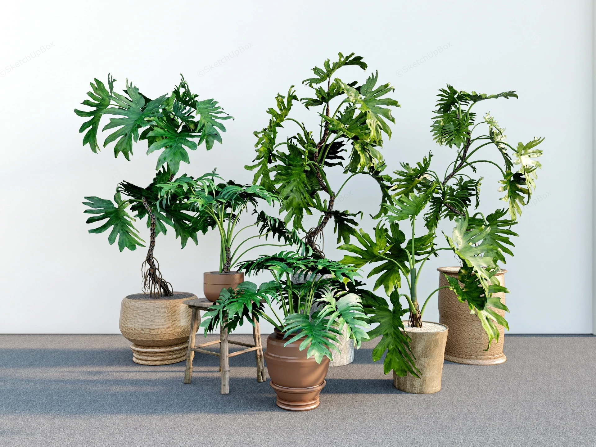 Potted Split Leaf Philodendron Plants sketchup model preview - SketchupBox