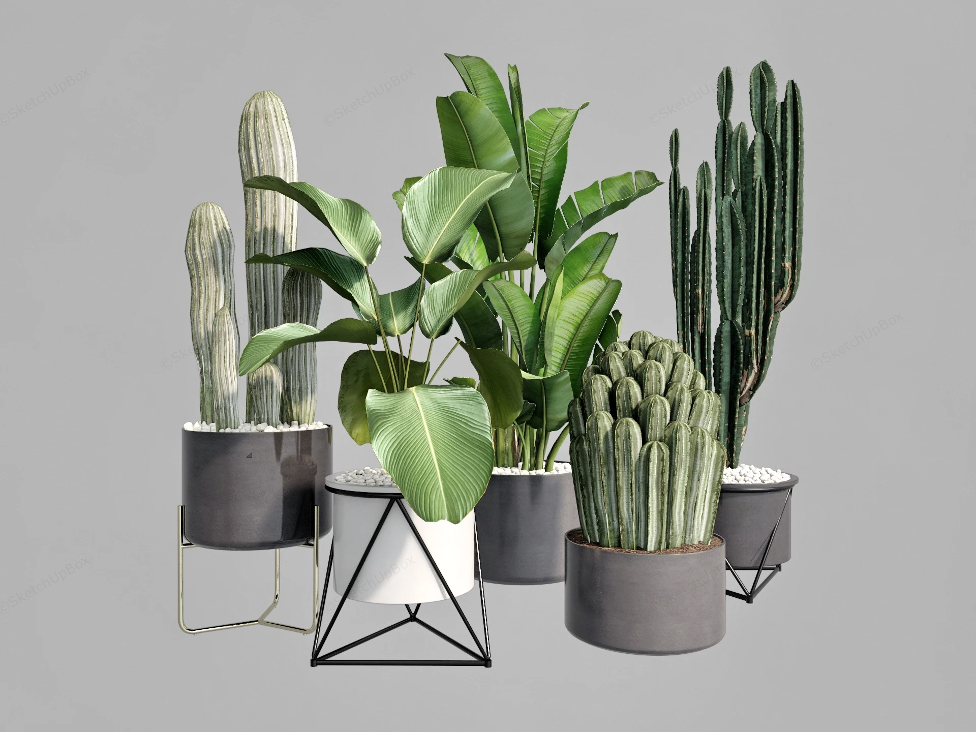 Large Indoor Cactus Plants sketchup model preview - SketchupBox