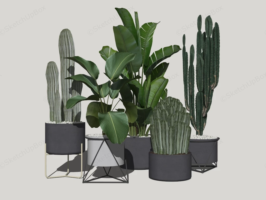 Large Indoor Cactus Plants sketchup model preview - SketchupBox