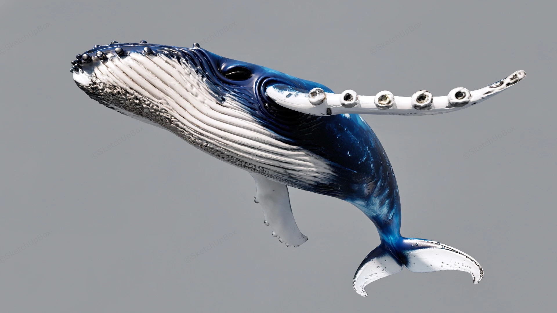 Humpback Whale sketchup model preview - SketchupBox