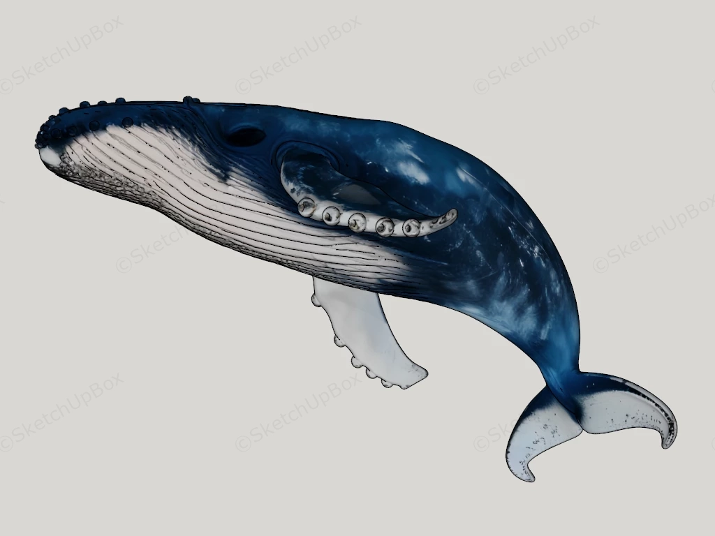 Humpback Whale sketchup model preview - SketchupBox