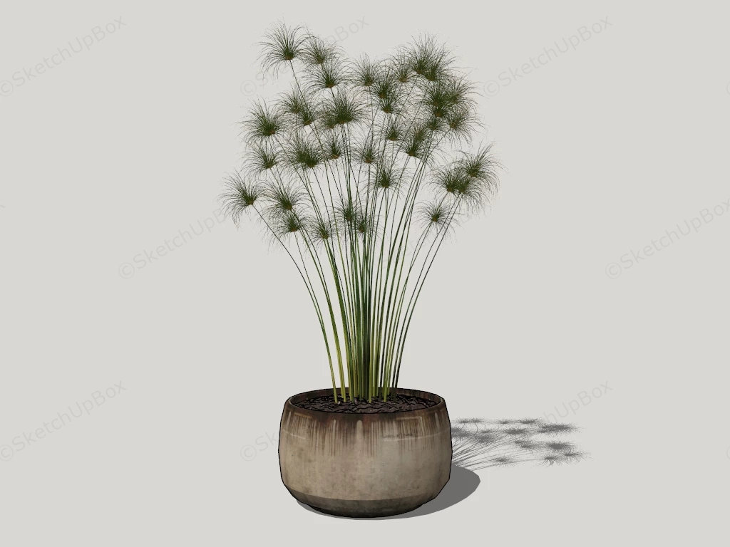Potted Papyrus Plant sketchup model preview - SketchupBox