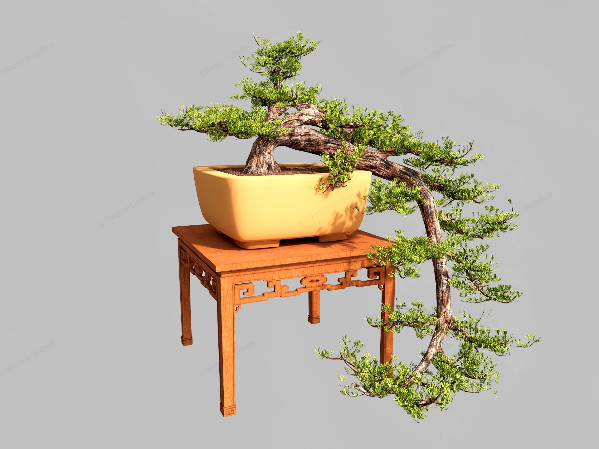 Juniper Bonsai Tree sketchup model preview - SketchupBox