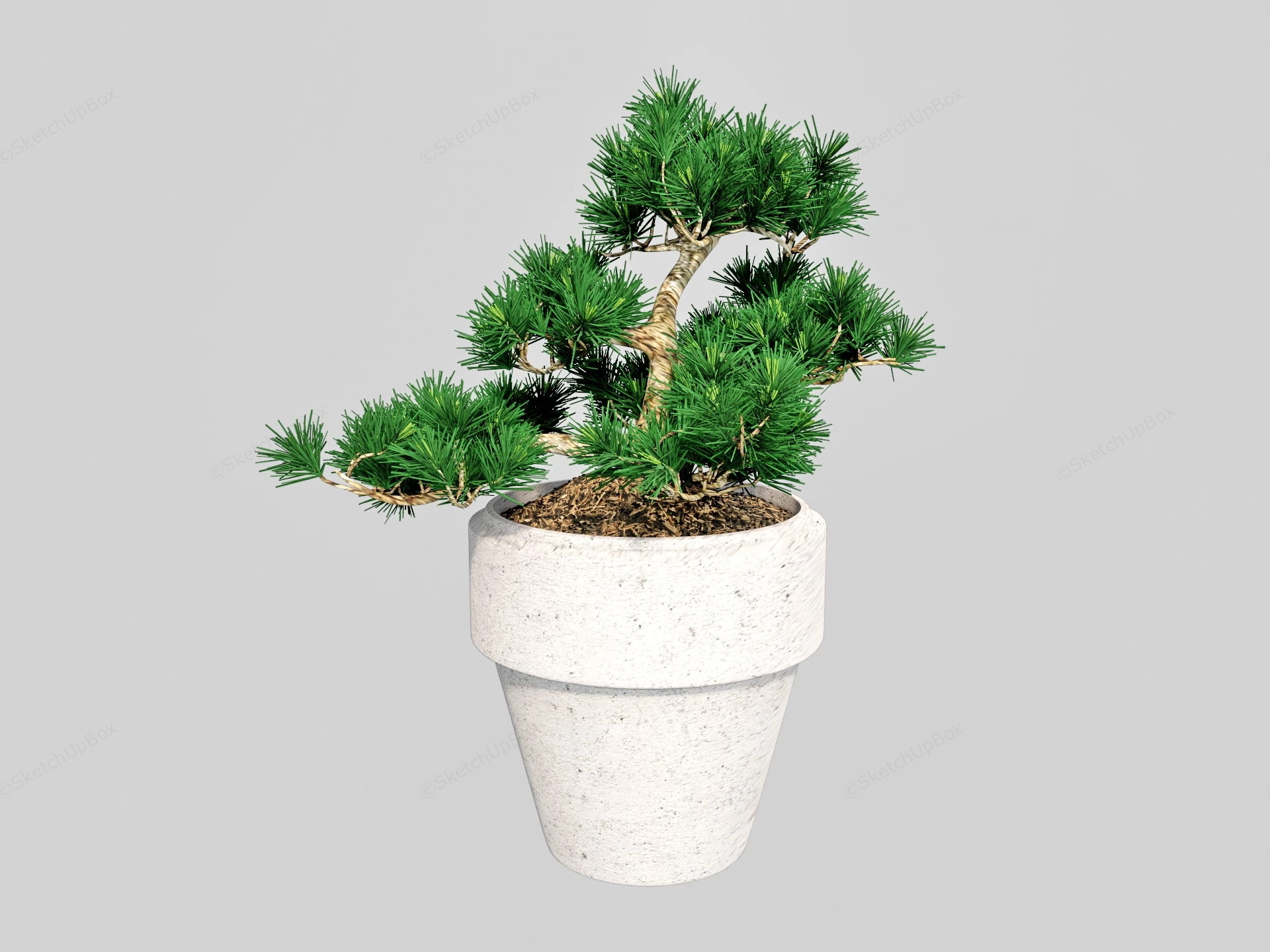 Pine Bonsai Tree sketchup model preview - SketchupBox
