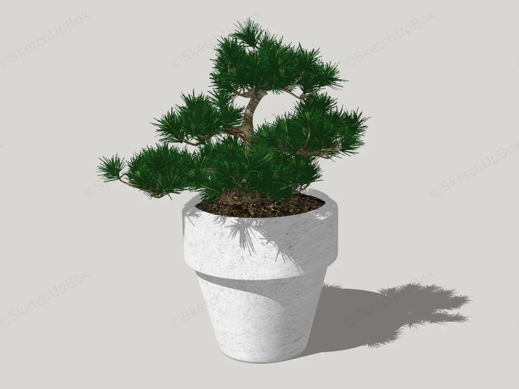 Pine Bonsai Tree sketchup model preview - SketchupBox