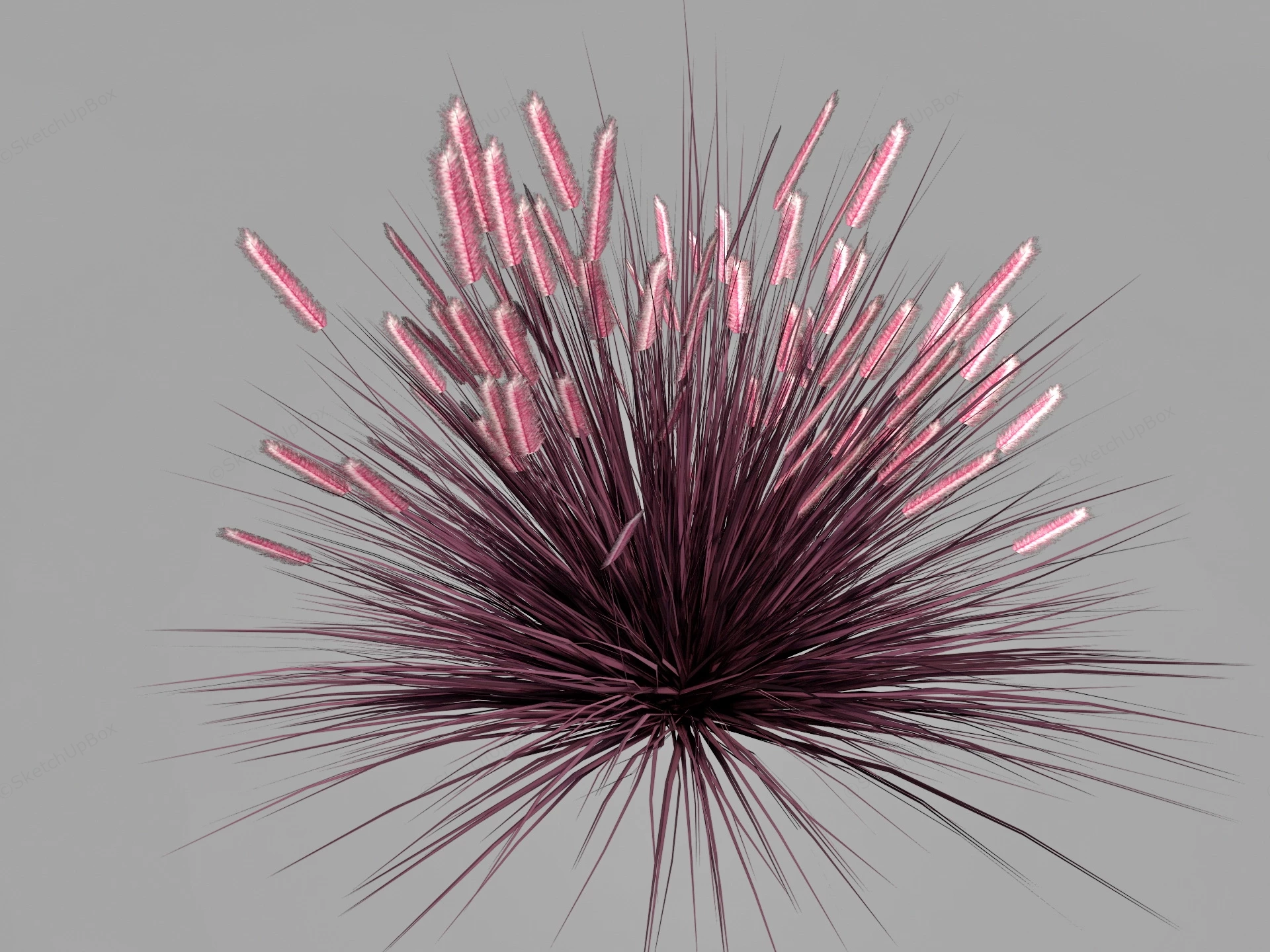 Pennisetum Rubrum Purple Fountain Grass sketchup model preview - SketchupBox