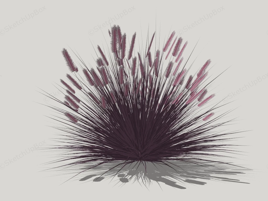 Pennisetum Rubrum Purple Fountain Grass sketchup model preview - SketchupBox