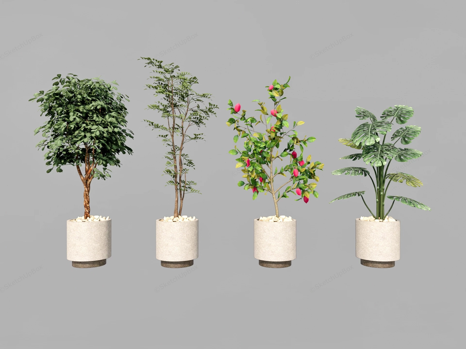 Indoor Potted Tree sketchup model preview - SketchupBox