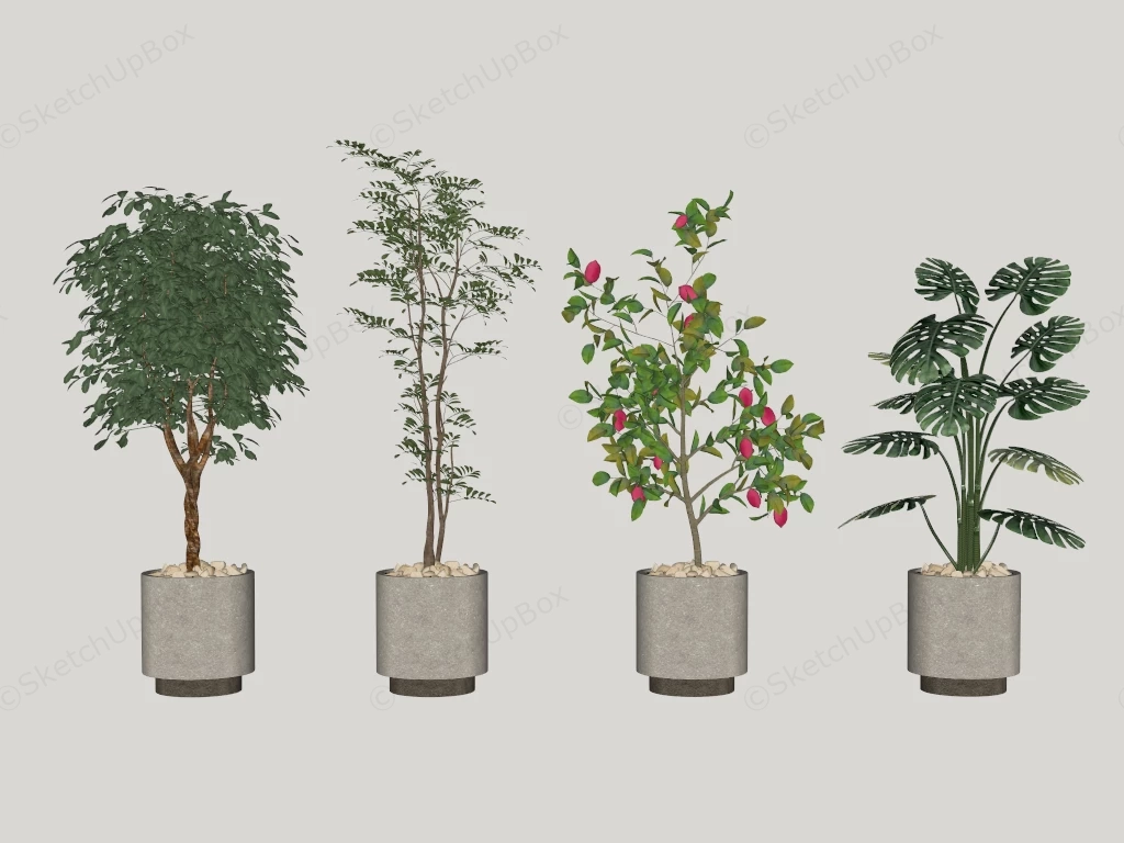 Indoor Potted Tree sketchup model preview - SketchupBox