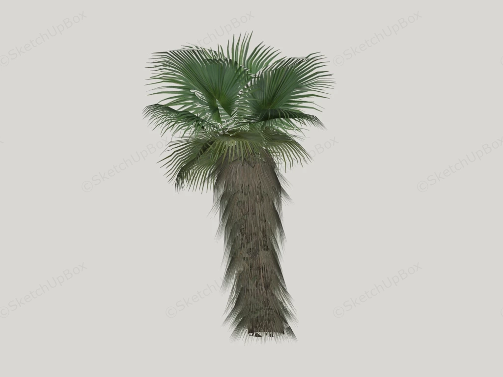 Windmill Palm Tree sketchup model preview - SketchupBox