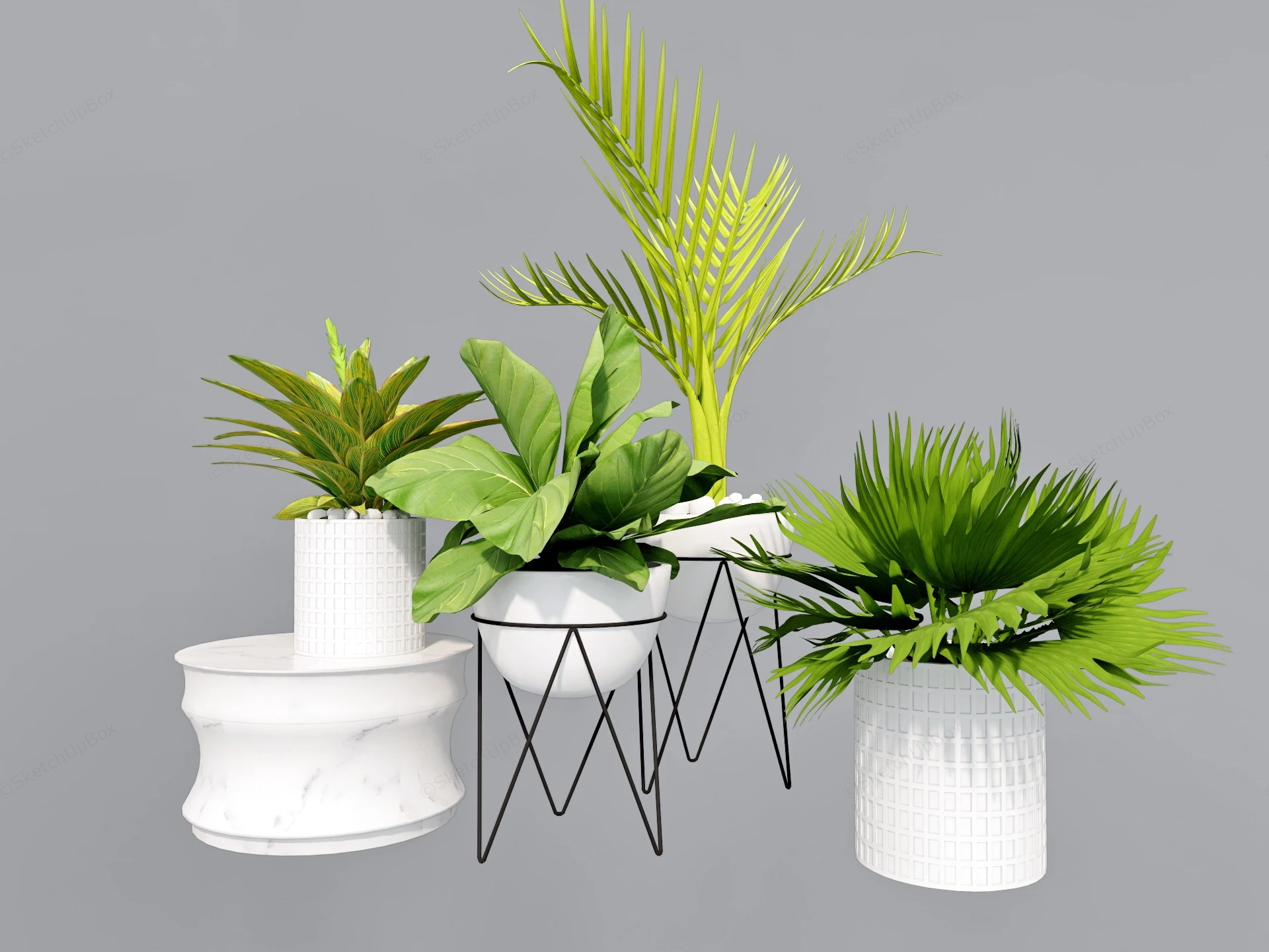 Tropical Foliage Plants sketchup model preview - SketchupBox