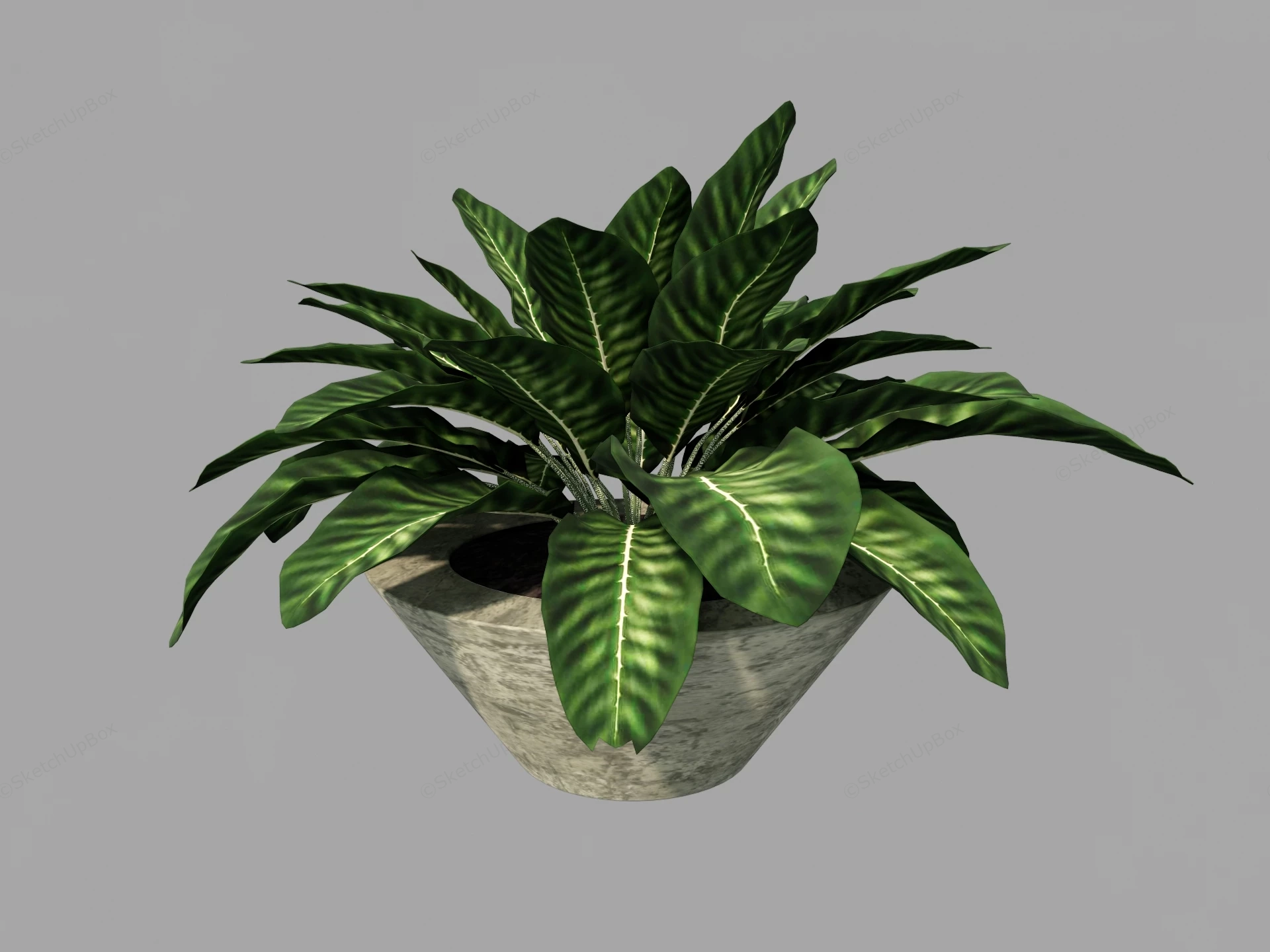 Peacock Plant sketchup model preview - SketchupBox