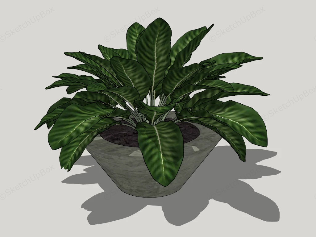 Peacock Plant sketchup model preview - SketchupBox