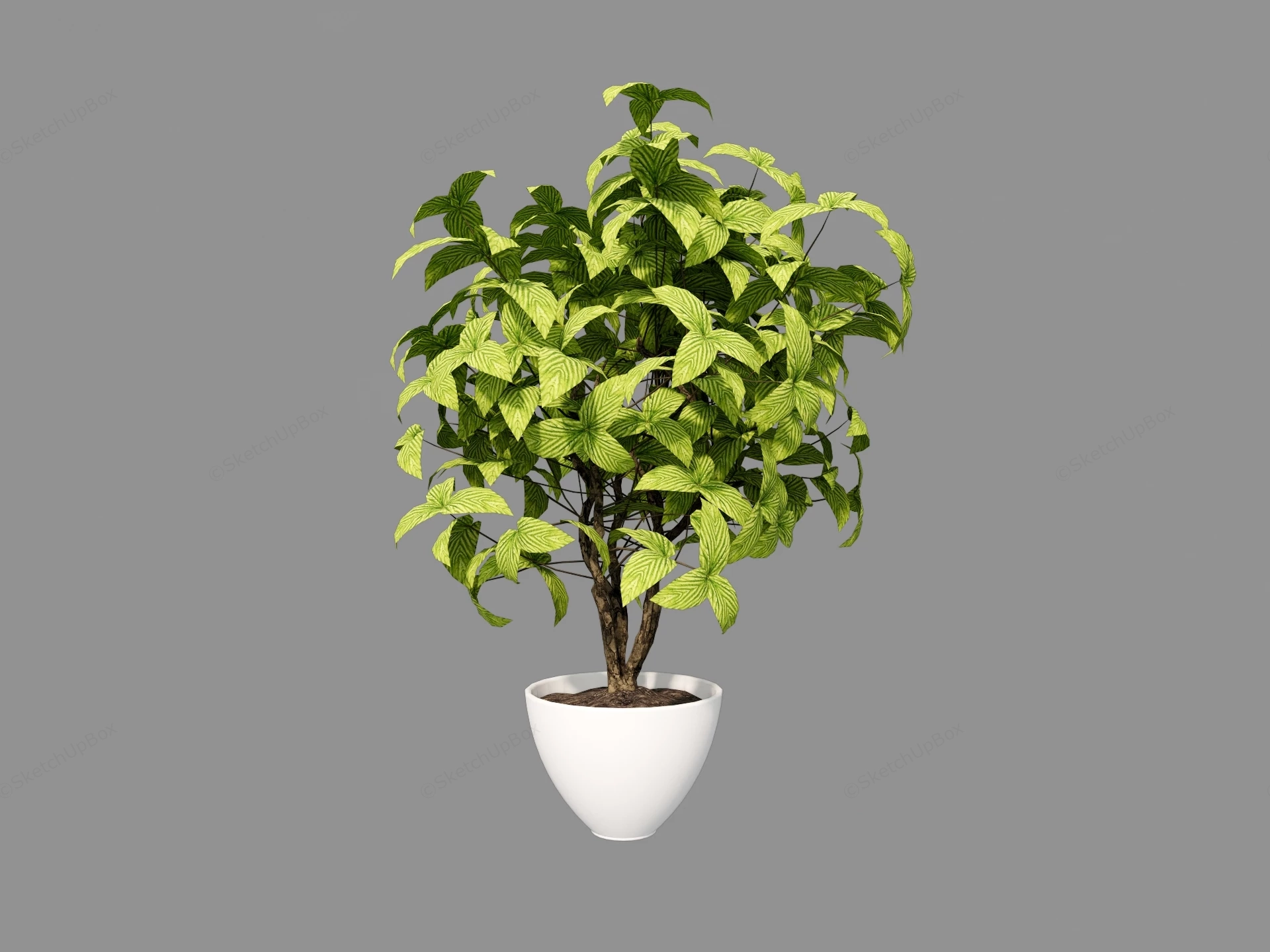 Potted Ornamental Tree sketchup model preview - SketchupBox