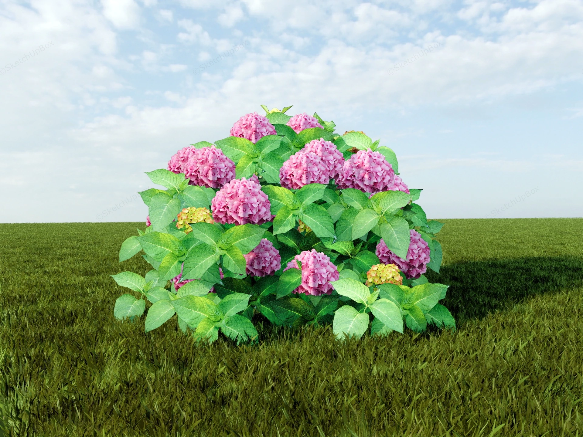Hydrangea Macrophylla sketchup model preview - SketchupBox