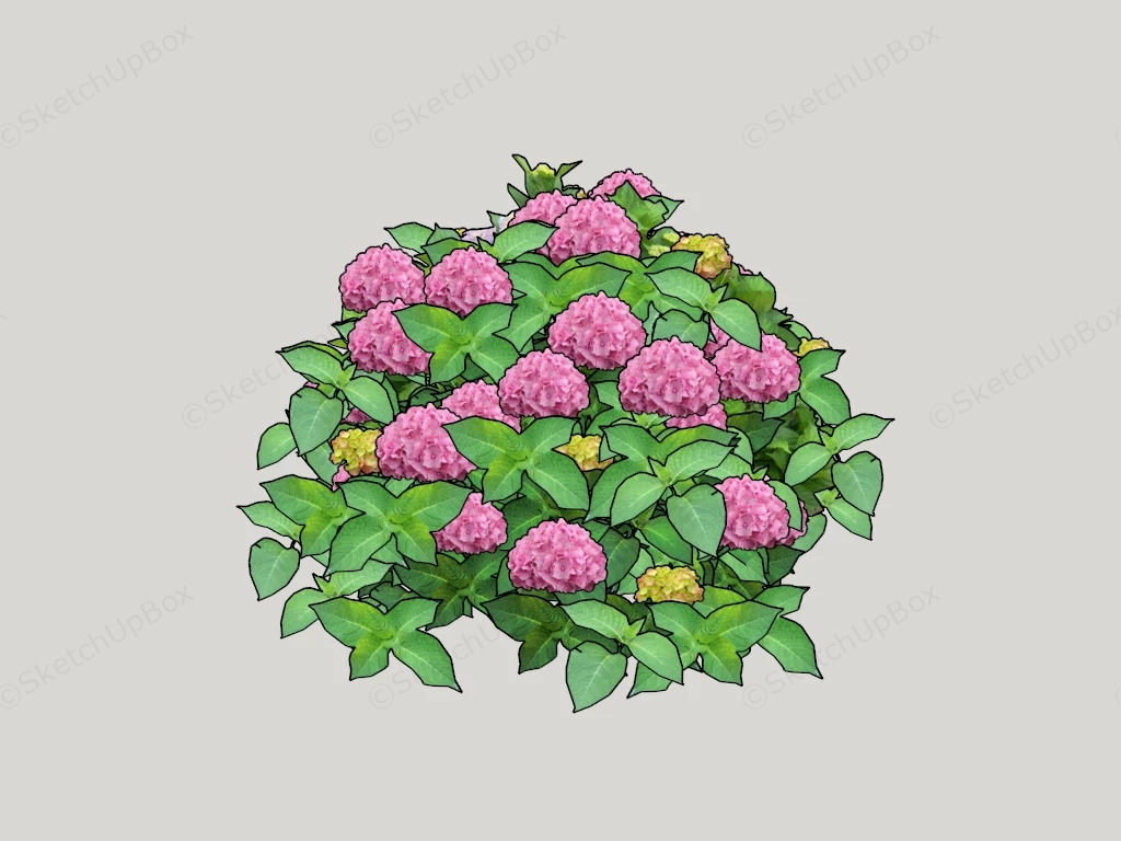 Hydrangea Macrophylla sketchup model preview - SketchupBox