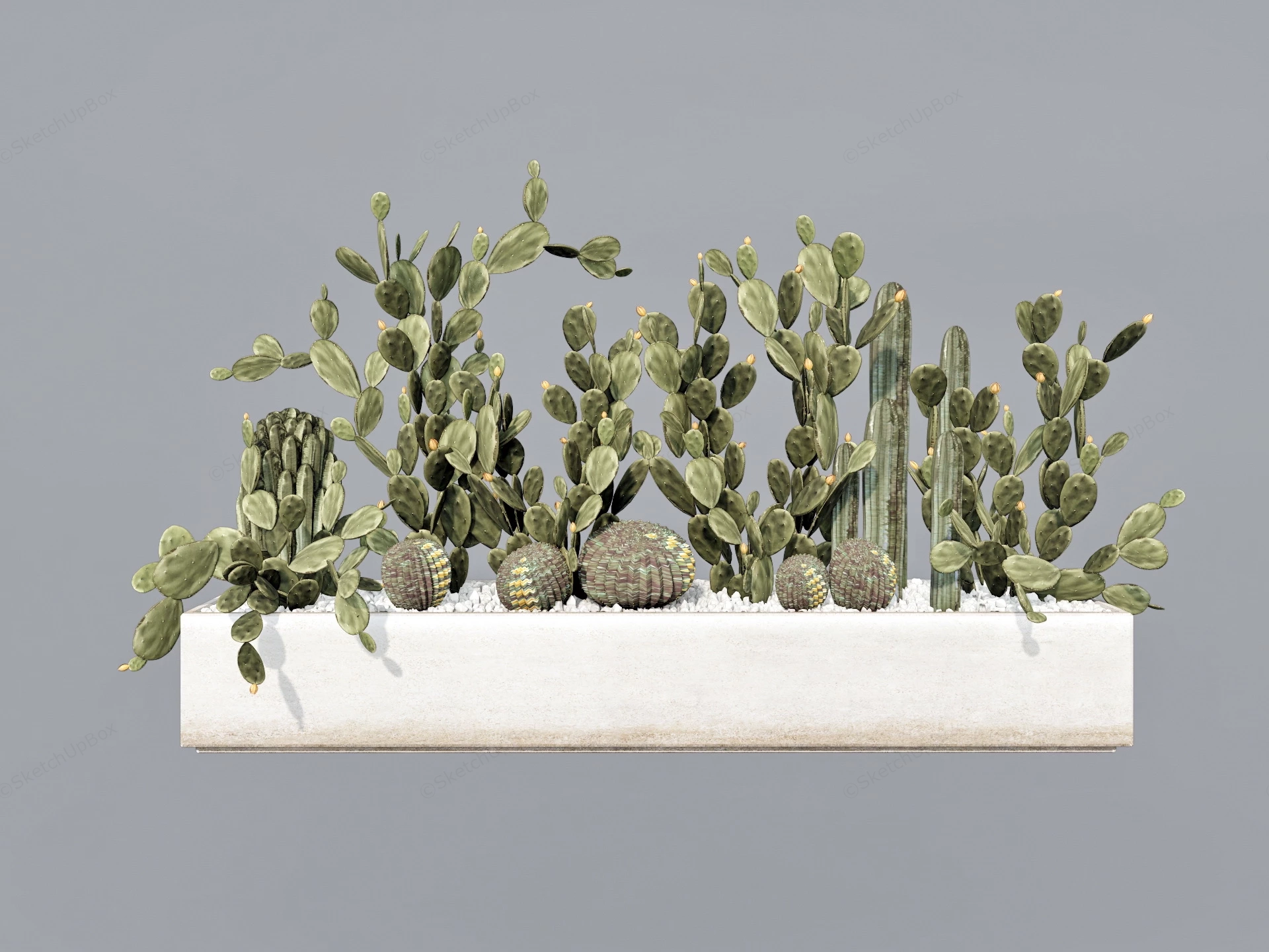Cactus Garden Design sketchup model preview - SketchupBox