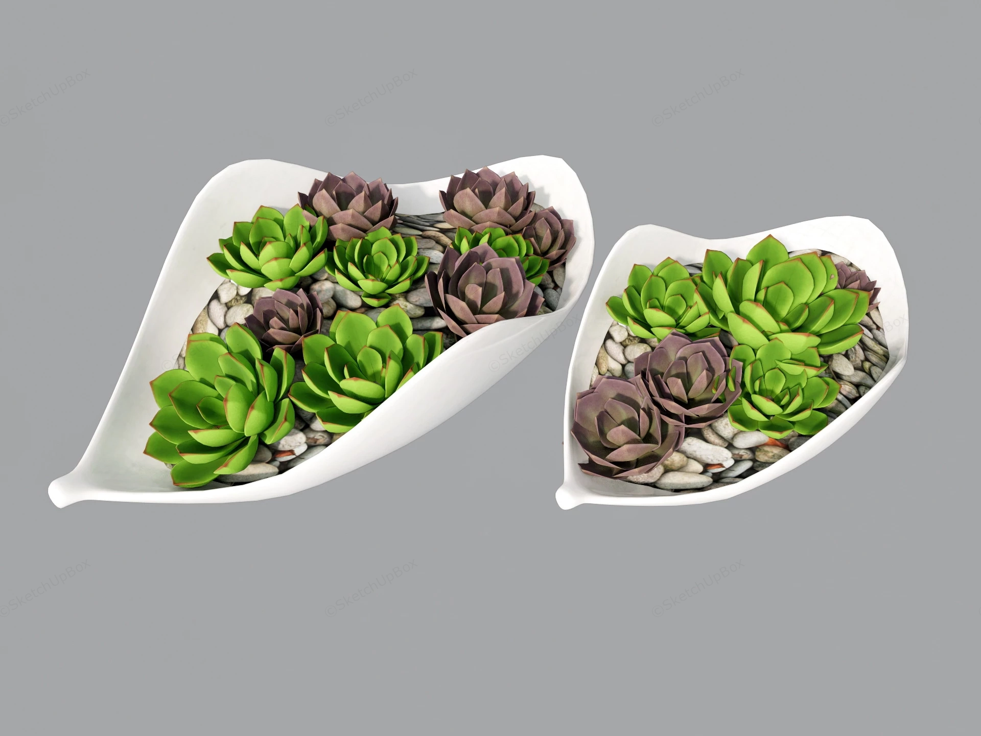 Succulent Arrangements sketchup model preview - SketchupBox