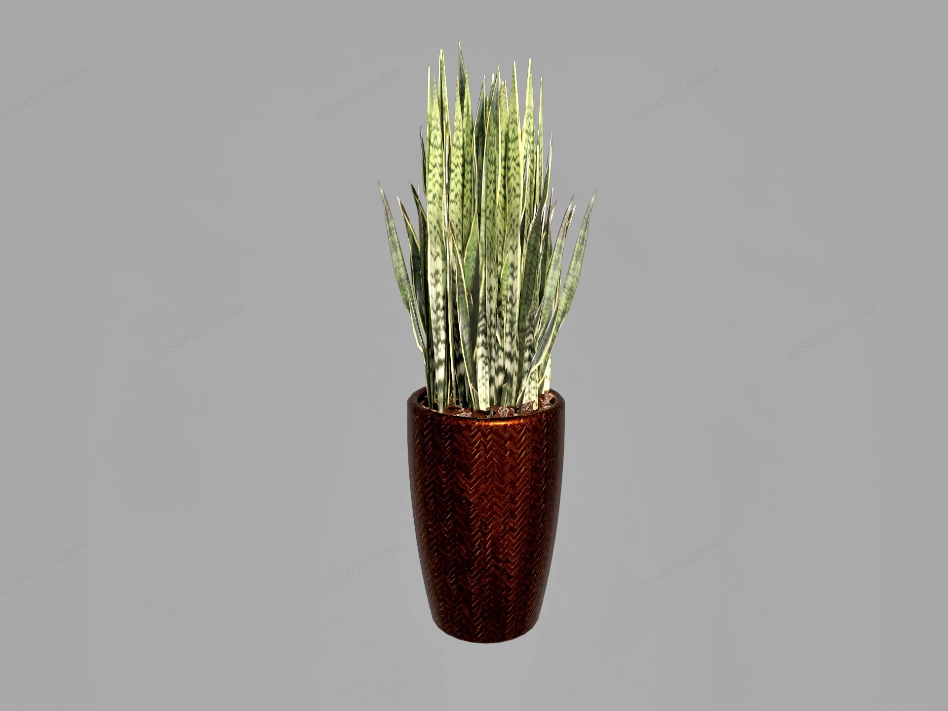 Tall Snake Plant In Planter sketchup model preview - SketchupBox