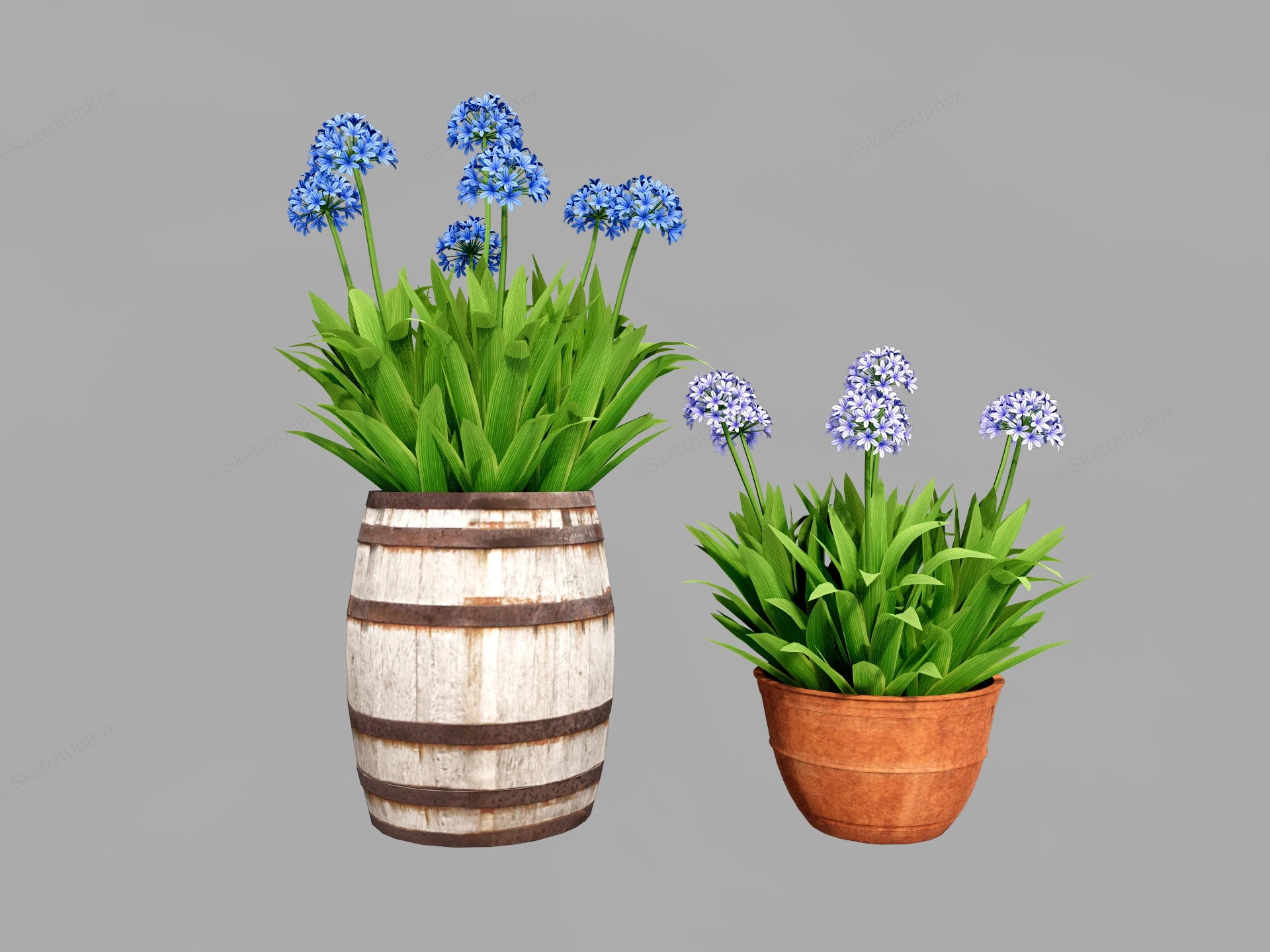 Potted Agapanthus Plants sketchup model preview - SketchupBox