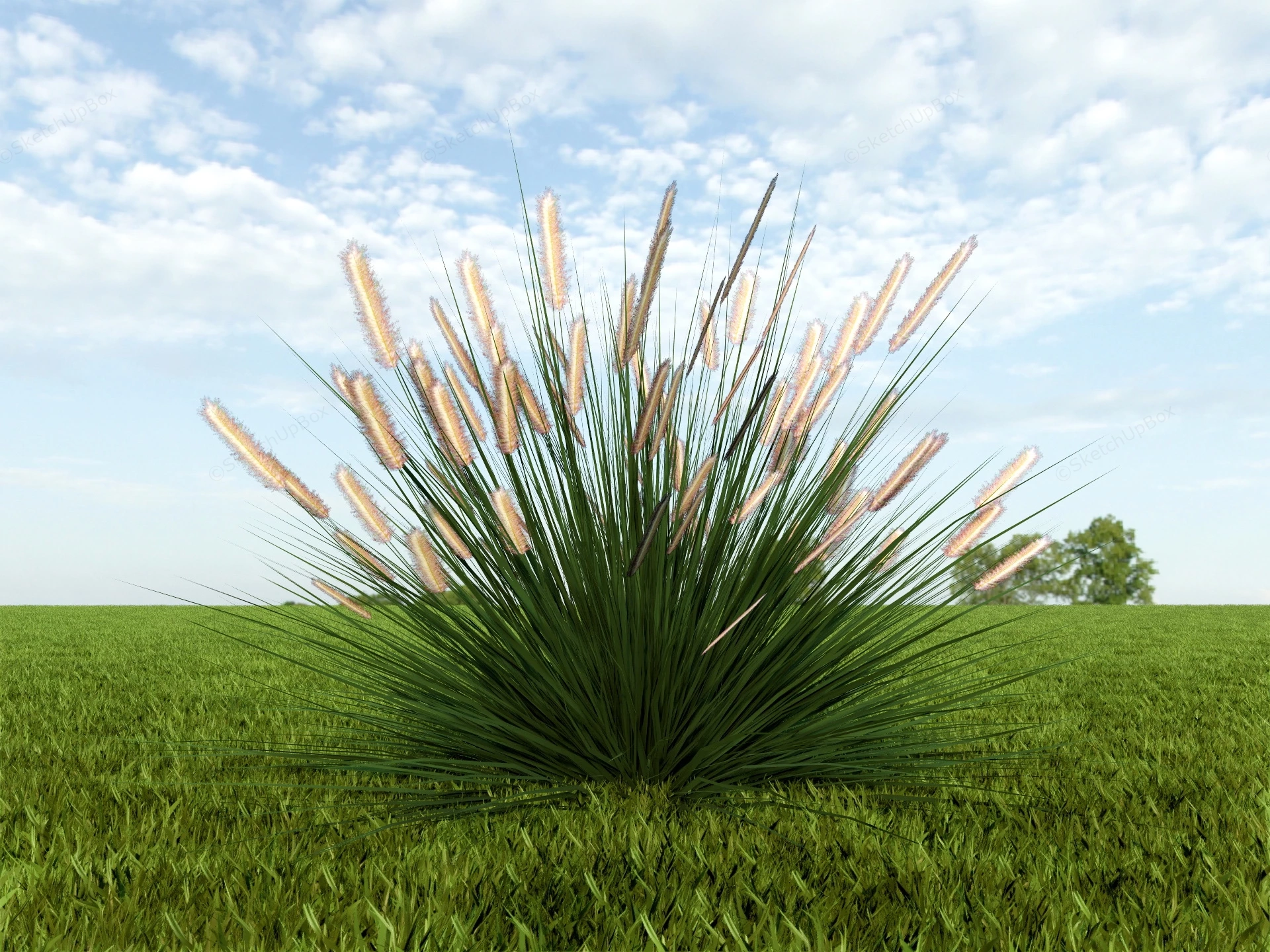 Ornamental Fountain Grass sketchup model preview - SketchupBox