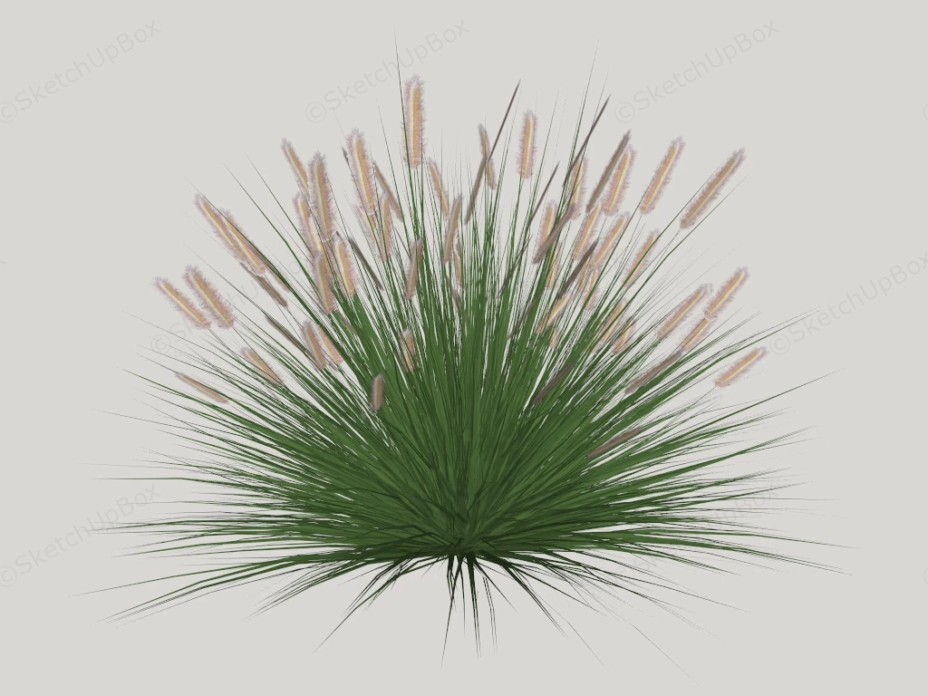 Ornamental Fountain Grass sketchup model preview - SketchupBox