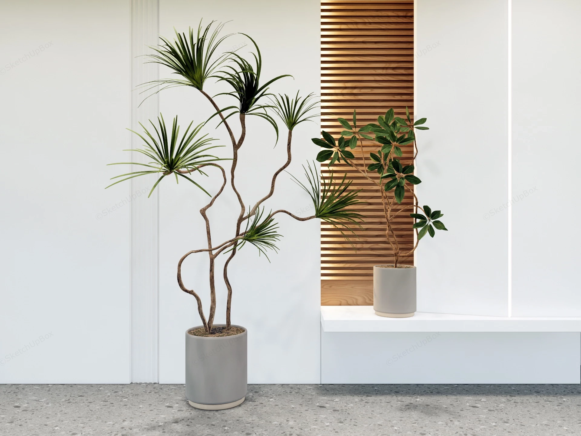 Beautiful Indoor Trees sketchup model preview - SketchupBox