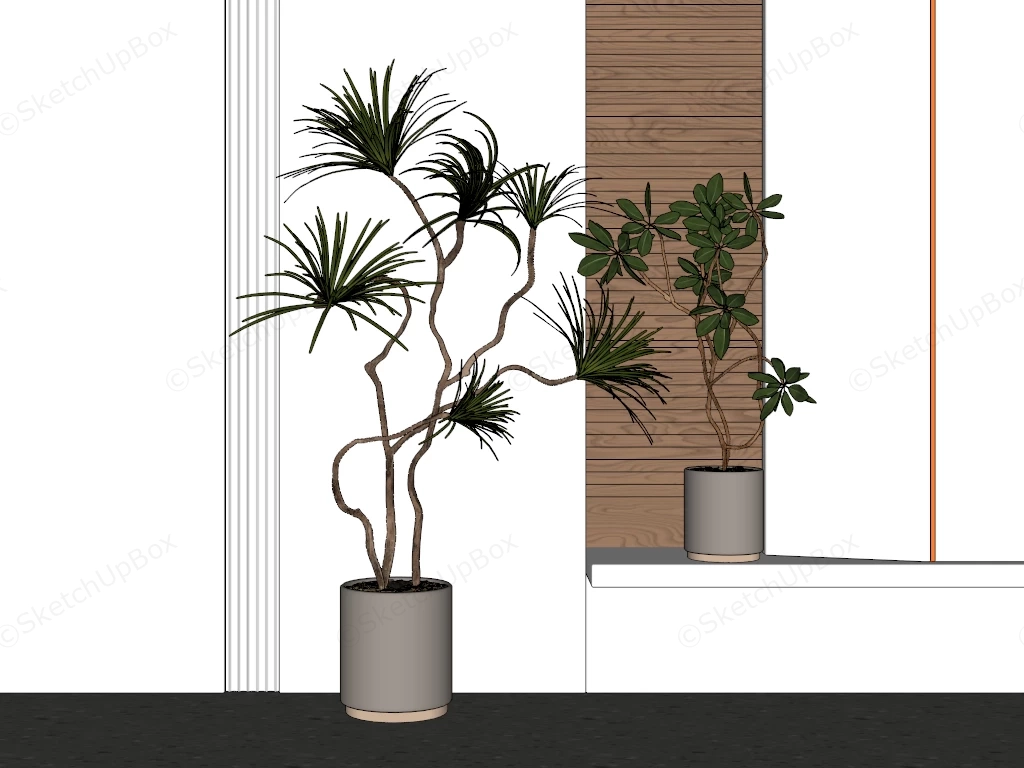 Beautiful Indoor Trees sketchup model preview - SketchupBox