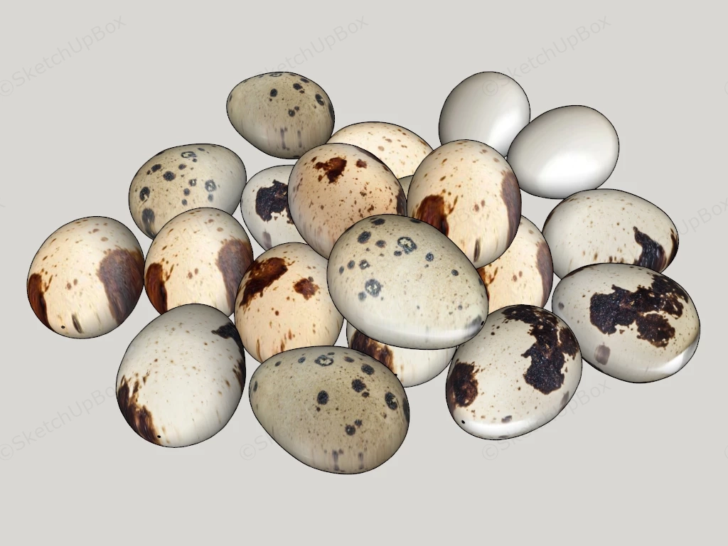 Quail Eggs sketchup model preview - SketchupBox