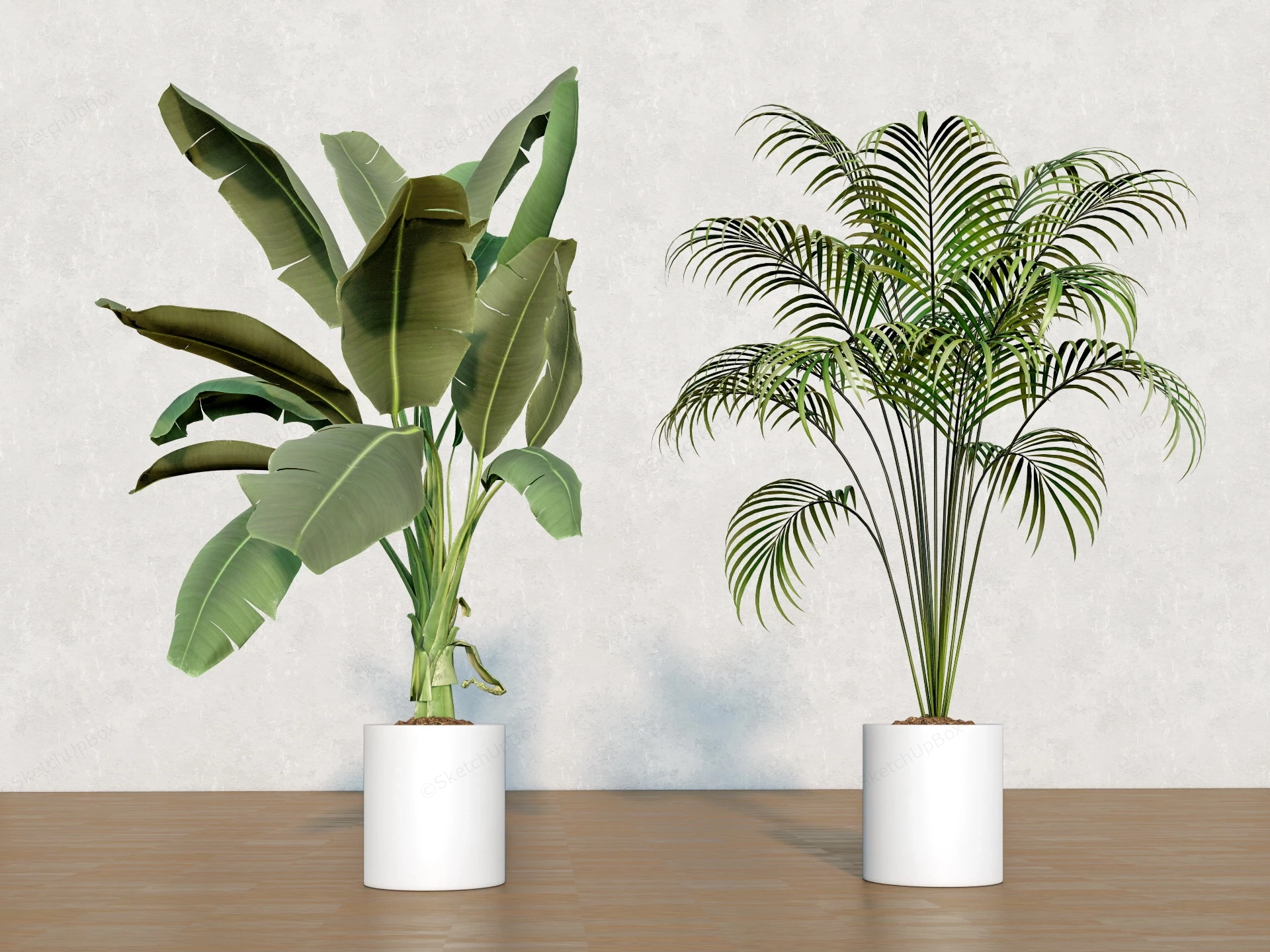 Tall Indoor Plants sketchup model preview - SketchupBox