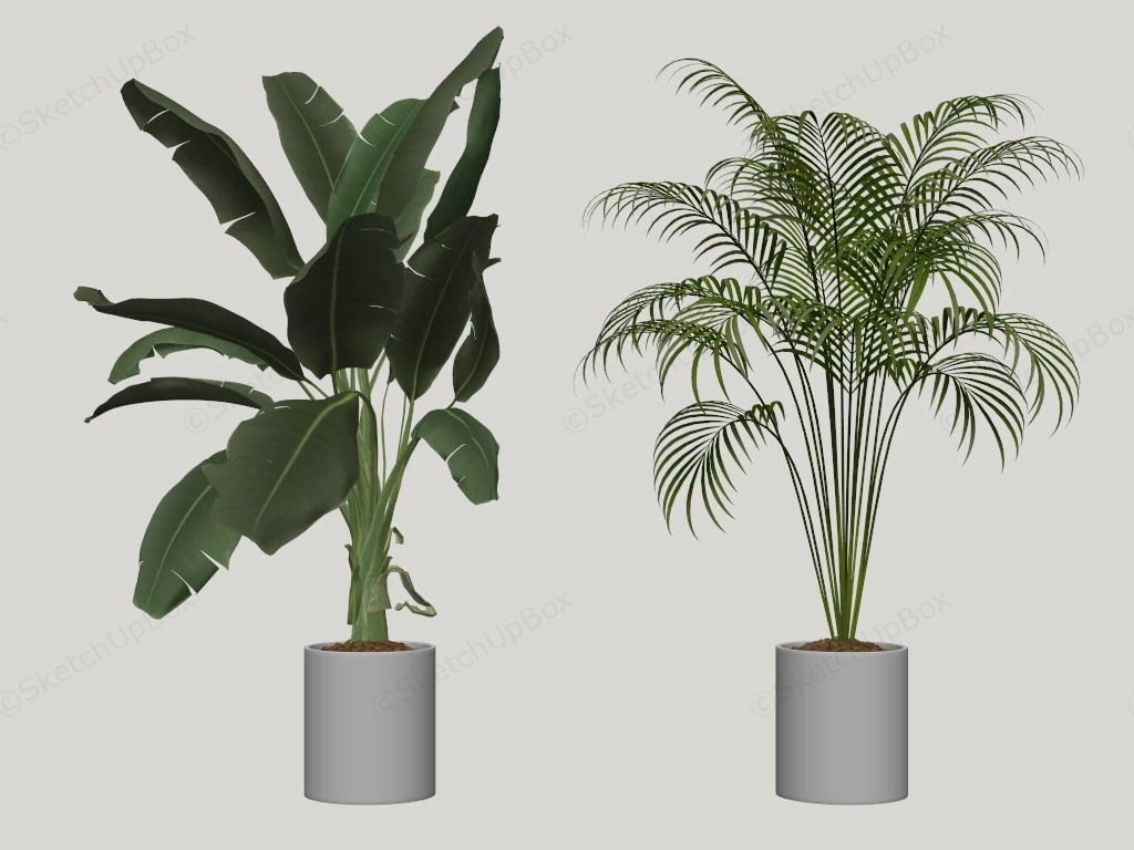 Tall Indoor Plants sketchup model preview - SketchupBox