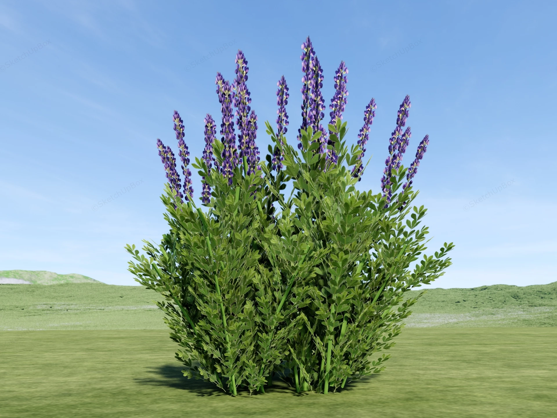 Baptisia Plant sketchup model preview - SketchupBox