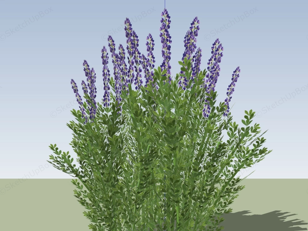 Baptisia Plant sketchup model preview - SketchupBox
