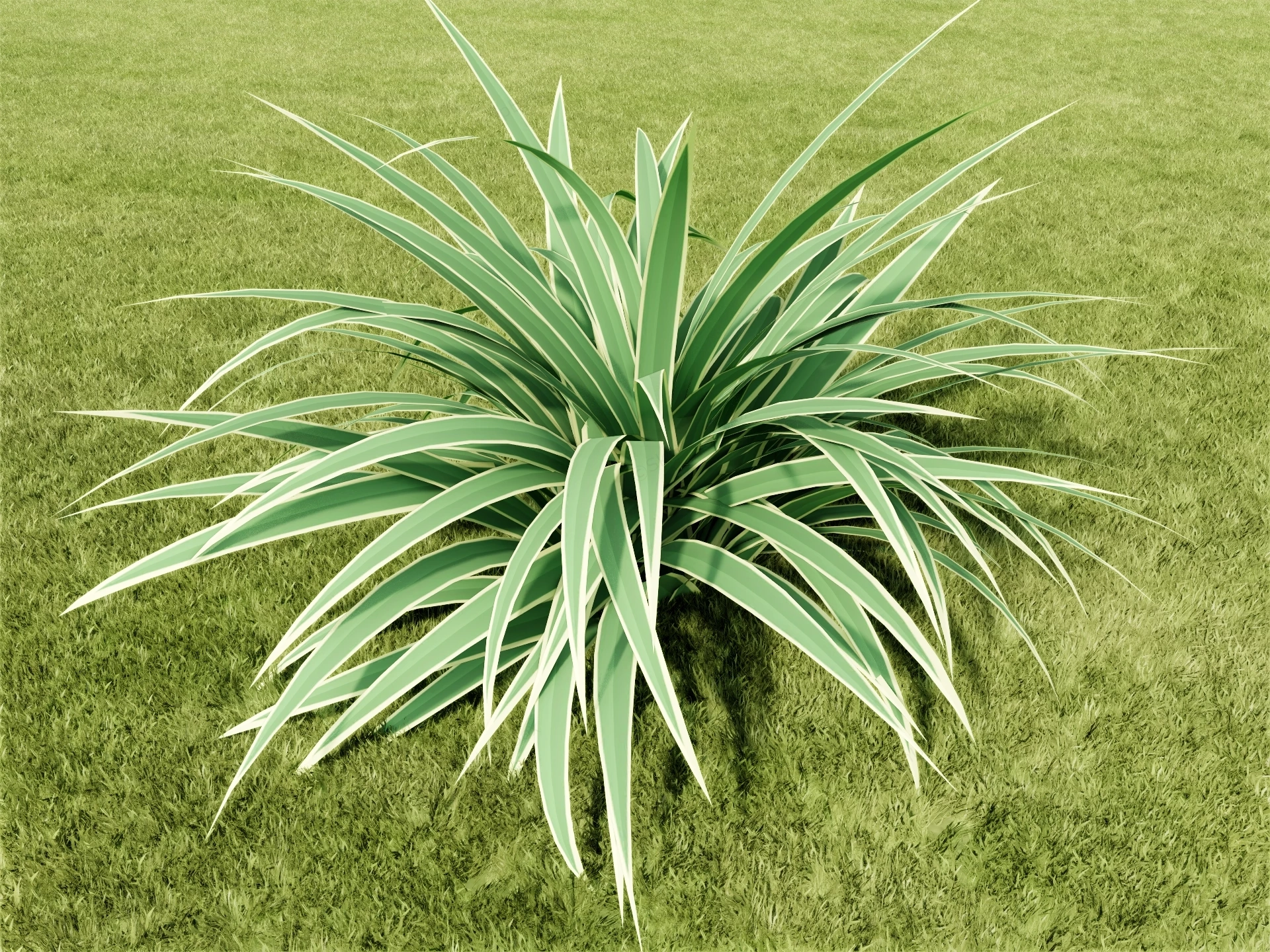 Dianella Plant sketchup model preview - SketchupBox