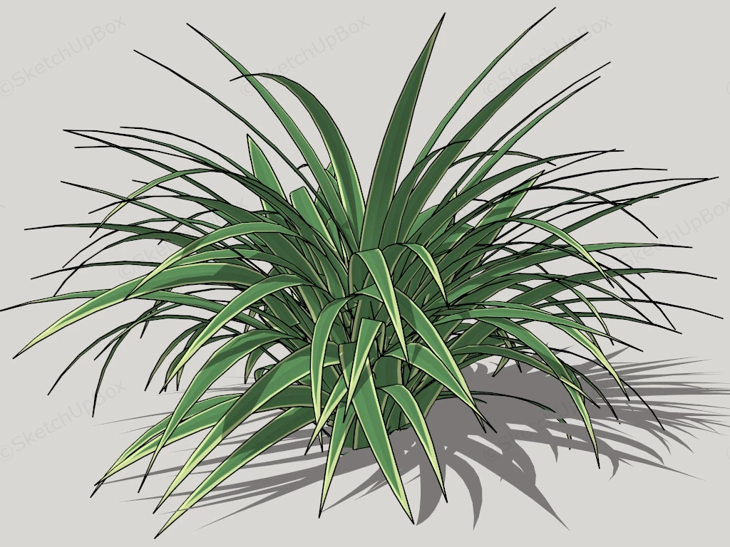 Dianella Plant sketchup model preview - SketchupBox