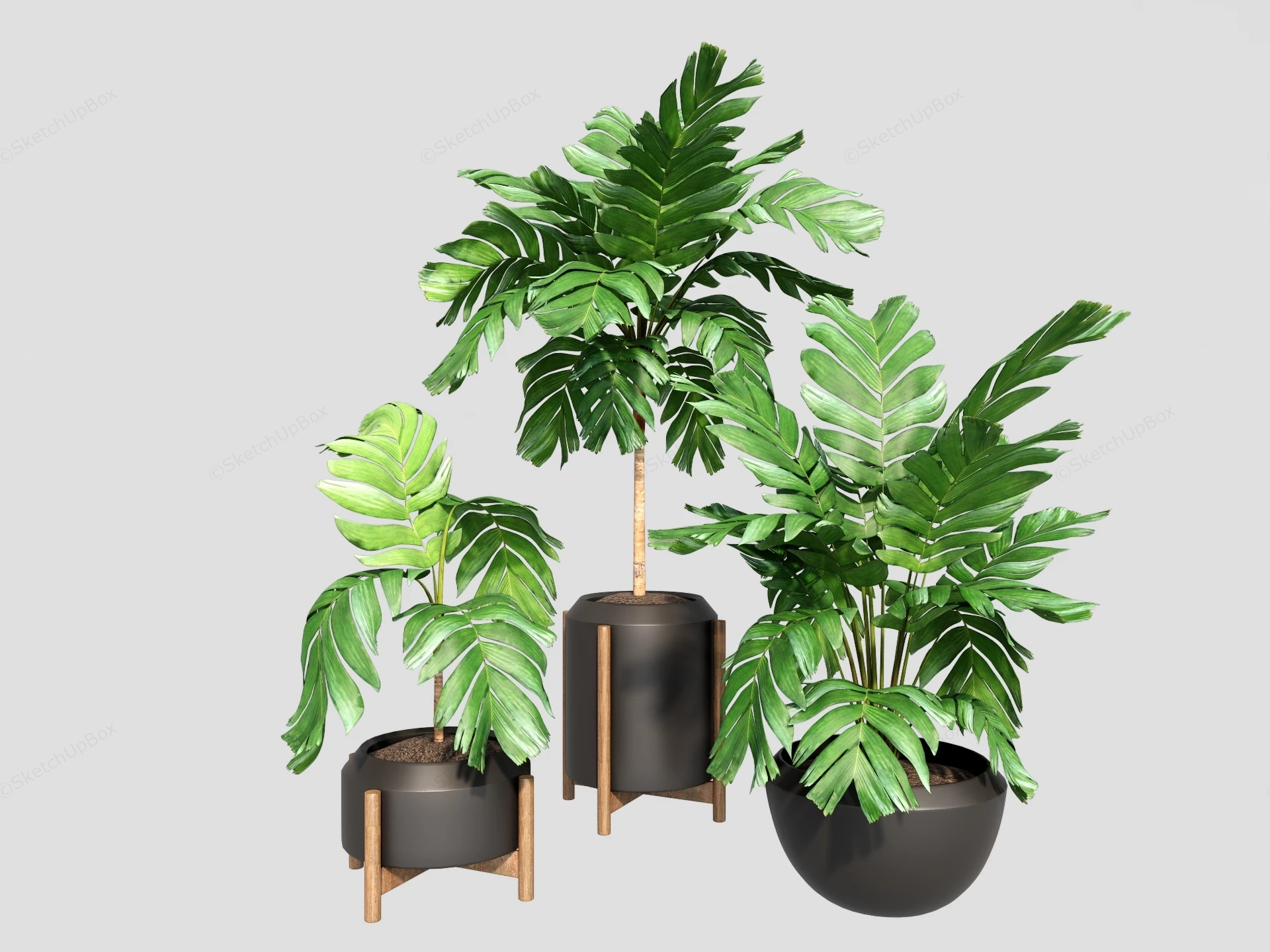 Potted Chamaedorea Plants sketchup model preview - SketchupBox
