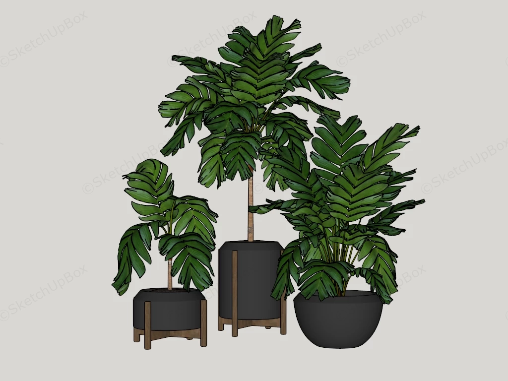 Potted Chamaedorea Plants sketchup model preview - SketchupBox