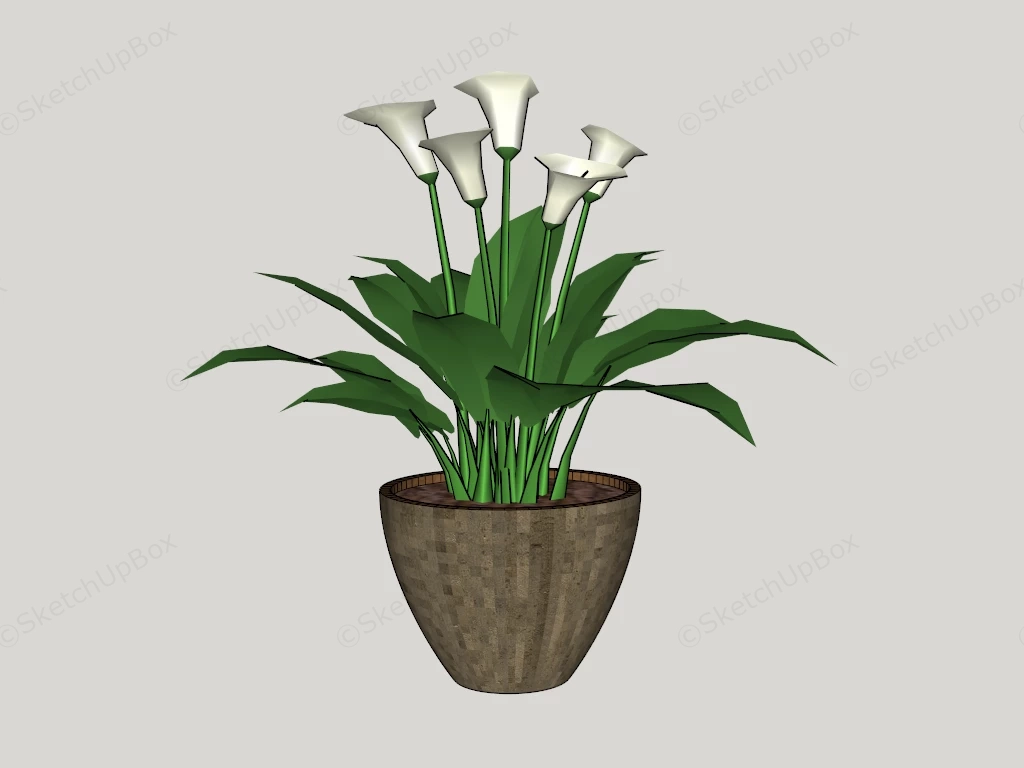 White Calla Lily Plant sketchup model preview - SketchupBox