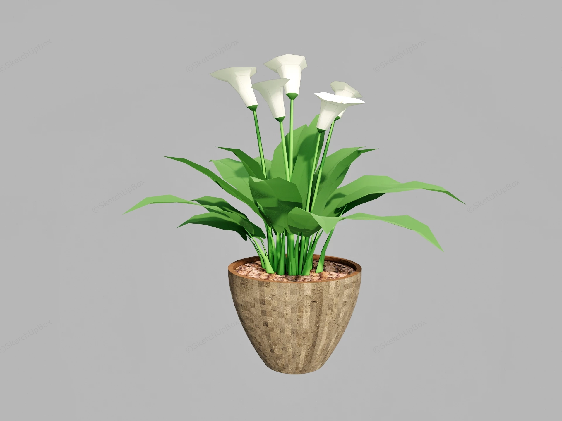 White Calla Lily Plant sketchup model preview - SketchupBox