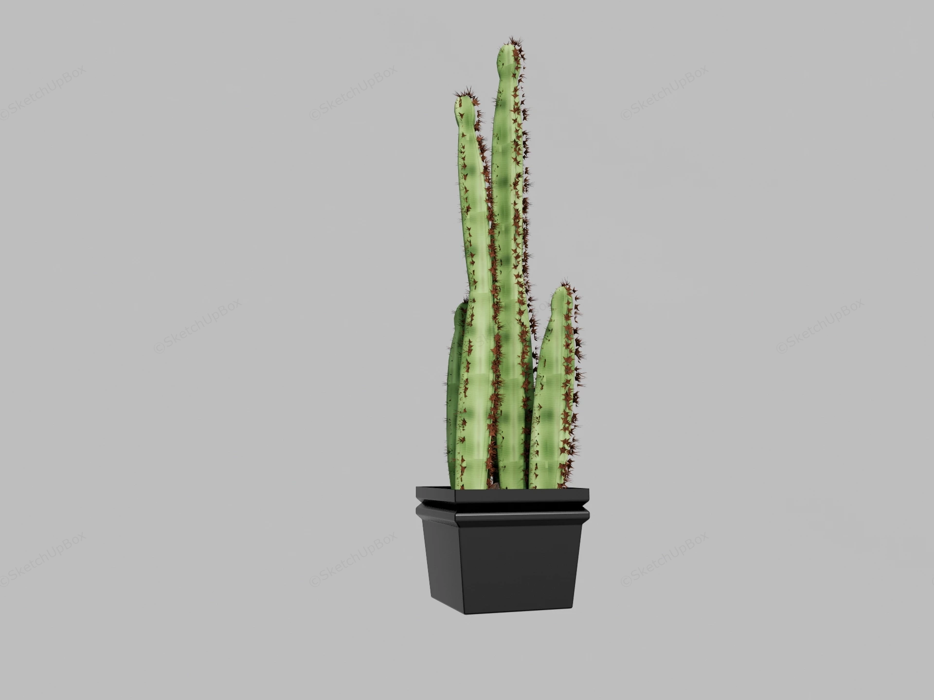 Potted Indoor Cactus sketchup model preview - SketchupBox