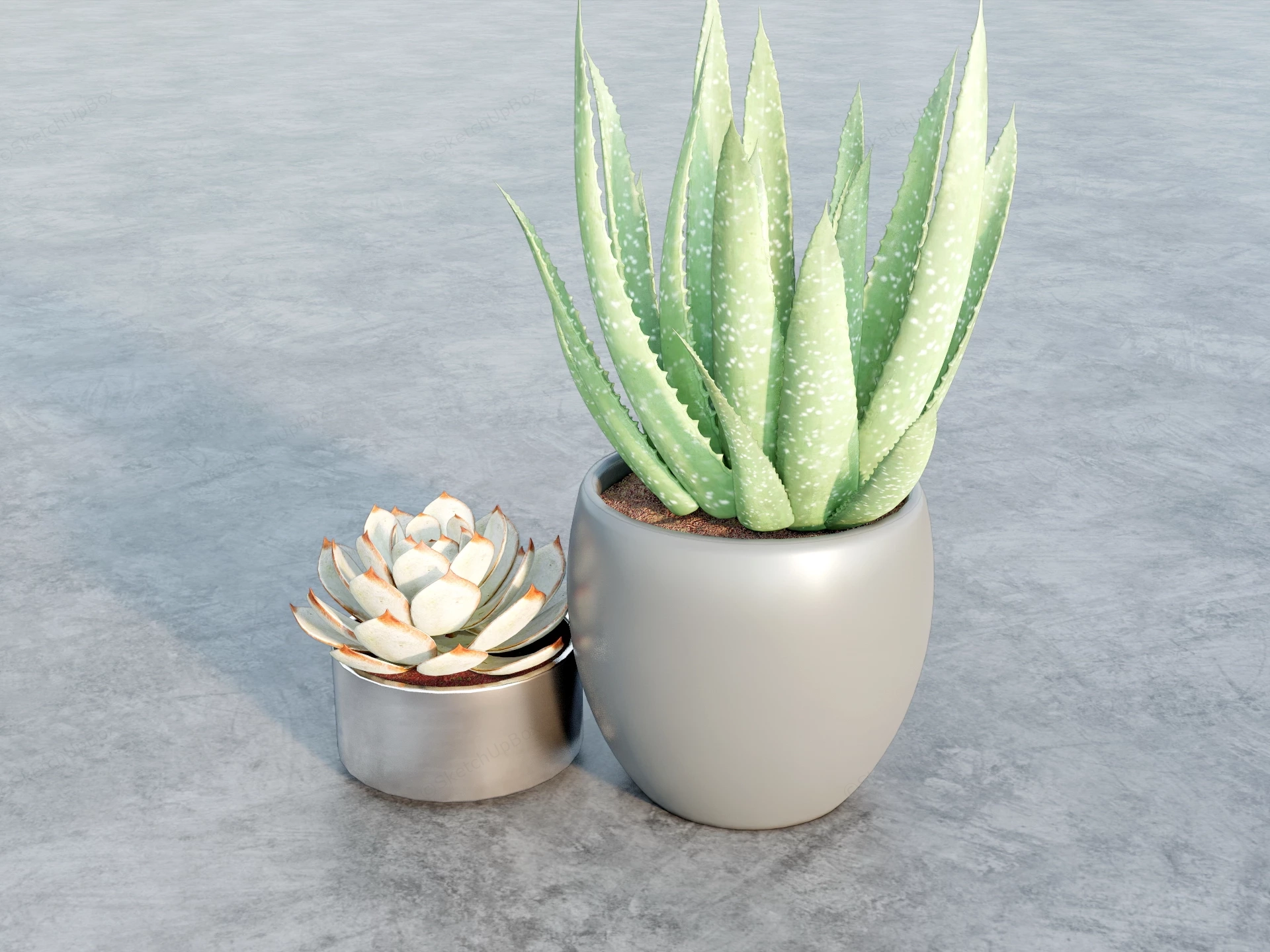 Potted Succulents sketchup model preview - SketchupBox