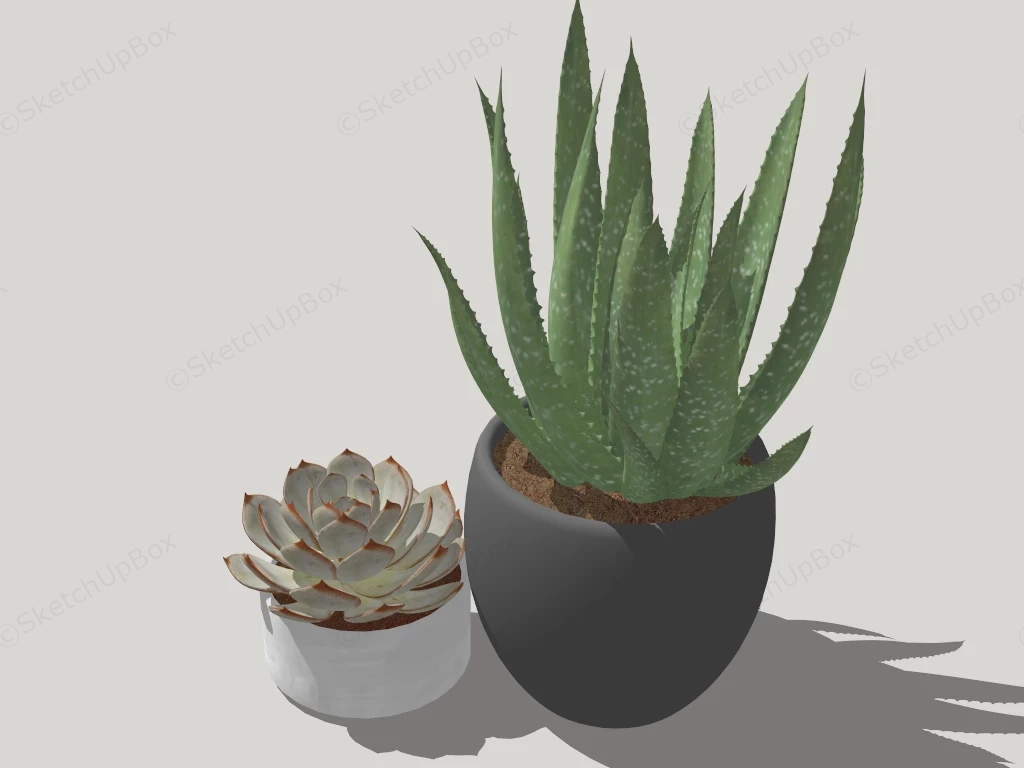 Potted Succulents sketchup model preview - SketchupBox