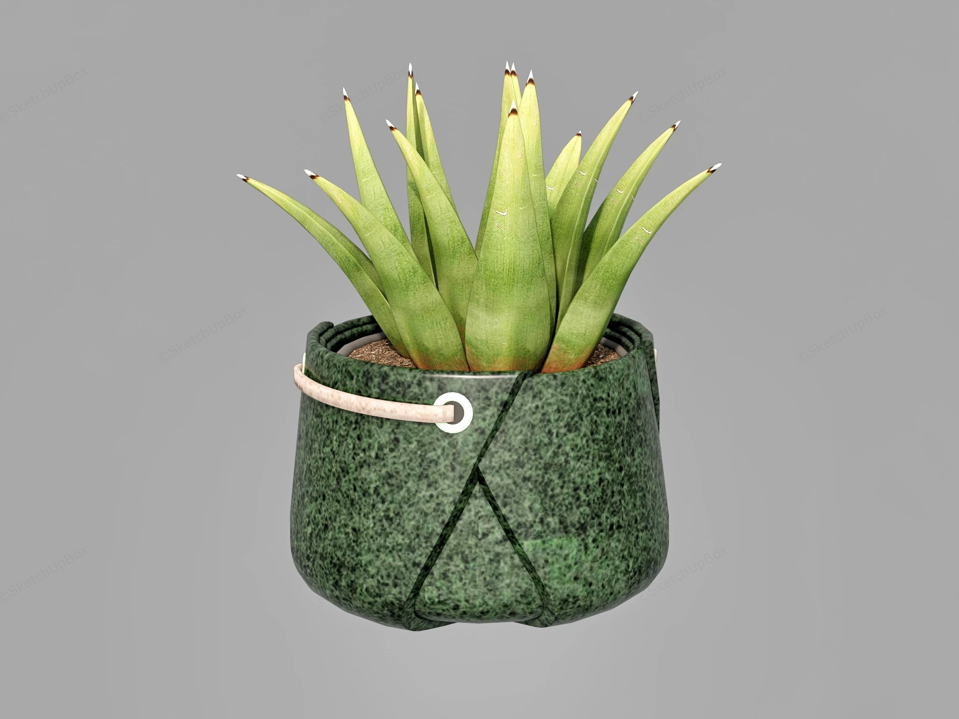 Aloe Vera Plant In Pot sketchup model preview - SketchupBox