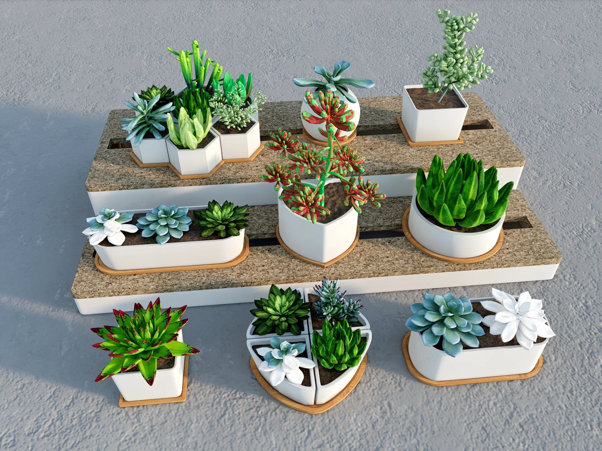 Succulent Plant Collection sketchup model preview - SketchupBox