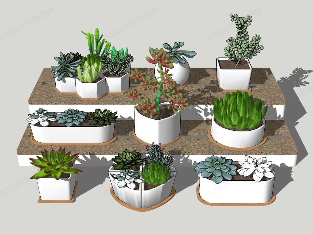 Succulent Plant Collection sketchup model preview - SketchupBox