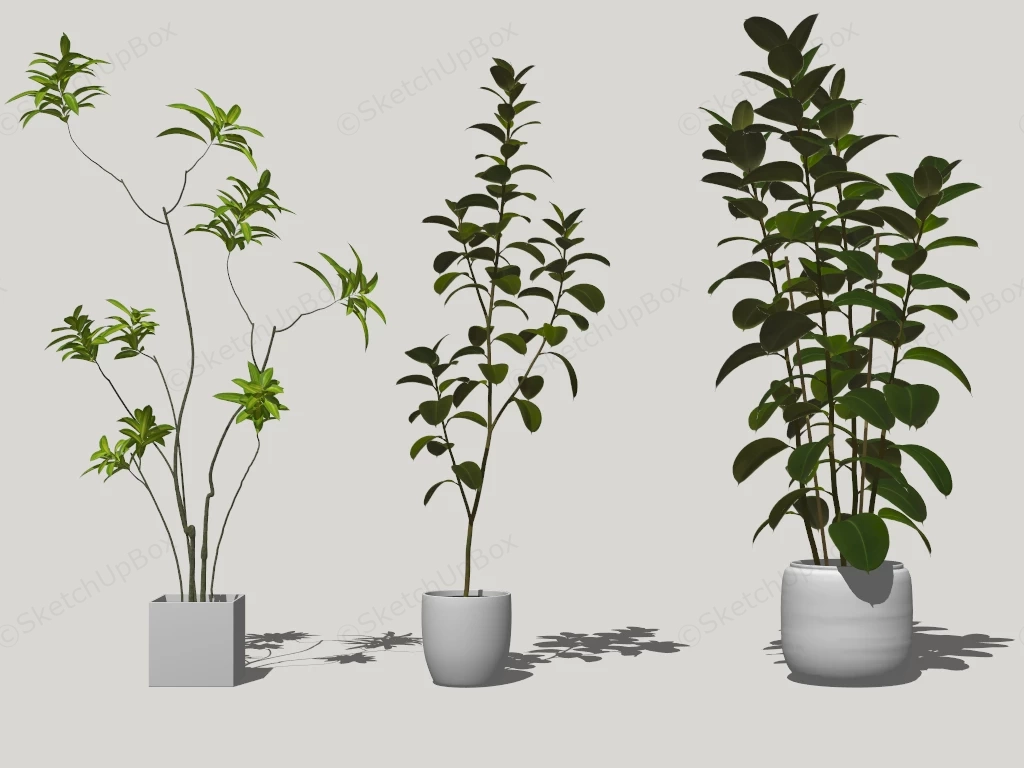 Trees Indoor Houseplants sketchup model preview - SketchupBox