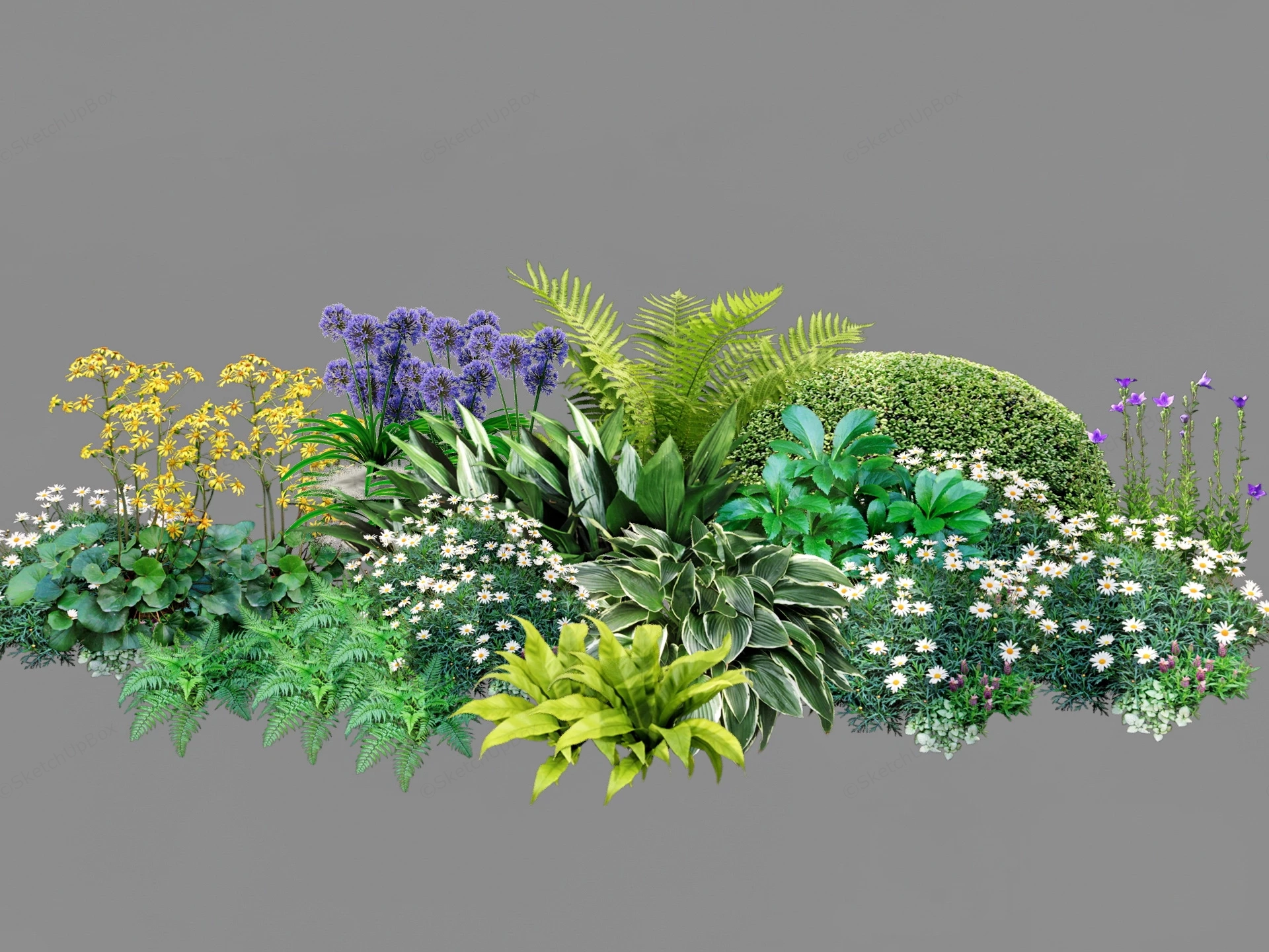 Herbaceous Border Plants sketchup model preview - SketchupBox